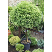 Японська криптомерія на штамбі купить