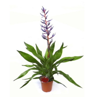 Эхмея Blue Rain купить