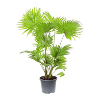 Лівістона круглолиста купить