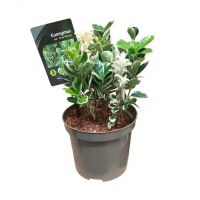 Бересклет японський Gray Beauty купить