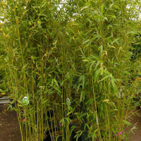 Бамбук Phyllostachys Aurea купить