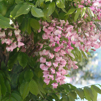 Глициния короткокистистая Showa Beni на штамбе купить