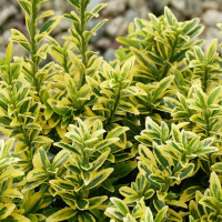 Бересклет японский Микрофилуc Ауреовариегатус купить