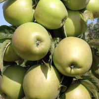 Яблуня колоноподібна Білий Орел купить