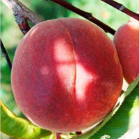 Нектарін Харблейз купить