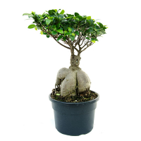 Бонсай фікус мікрокарпа Гінсенг купить