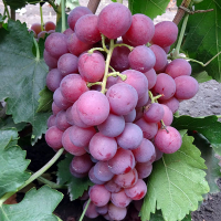 Виноград Ред Глоб купить
