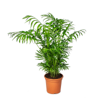 Хамедорея изящная купить