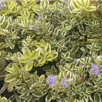 Хебе Andersonii купить