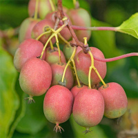 Актинидия Катруся (женская) купить