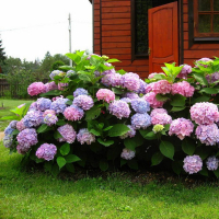 Гортензия крупнолистная купить