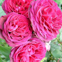 Роза плетистая Пинк Мушимара (Pink Mushimara) купить