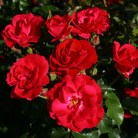 Роза флорибунда Ротилия (Rotilia) купить