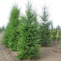 Модрина японська купить