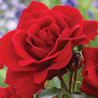 Троянда поліантова Лiлi Марлен купить