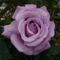 Троянда чайно-гібридна Шарль де Голь купить