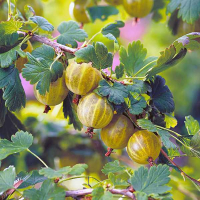 Крыжовник Хиннонмаки Йеллоу купить