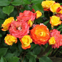 Роза полиантовая Rumba (Румба) купить