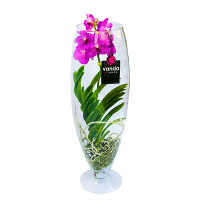 Орхидея Ванда в стеклянной вазе (рюмка) купить