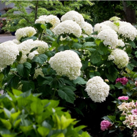 Гортензия древовидная Стронг Аннабель купить