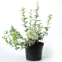 Бересклет Форчуна Арлекін купить