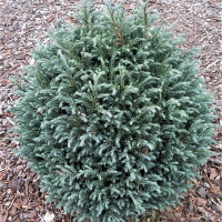 Кипарисовик горохоплодный Блю Мун купить