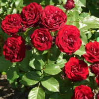 Троянда флорибунда Лаваглут (Lavaglut) купить