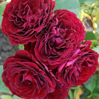 Троянда Ред Сенсейшн, бардюрна купить