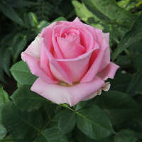 Троянда Аква, чайно-гібрідна купить