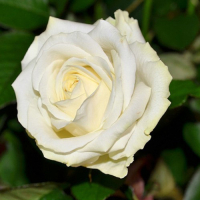 Роза чайно-гибридная Белый Шоколад купить