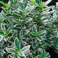 Бересклет японський Мікрофілус Альбо купить