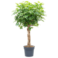 Шеффлера компакта купить