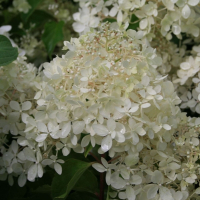 Гортензия метельчатая Фантом купить