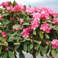 Рододендрон якушиманский Моргенрот цены в магазине Ваш Сад Рододендрон якушиманский Моргенрот купить