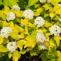 Физокарпус калинолистный Дартс Голд цены в магазине Ваш Сад Физокарпус калинолистный Дартс Голд купить