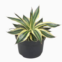 Agave Quadricolor купить