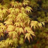 Клен веерный Katsura купить