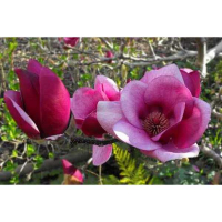 Магнолия Cameo купить