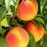 Персик Глорія купить