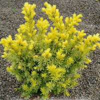 Тіс ягідний Дварф Брайт Голд купить