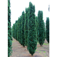 Тис ягодный Фастигиата купить