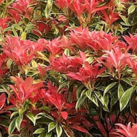 Пиерис японский Variegata купить