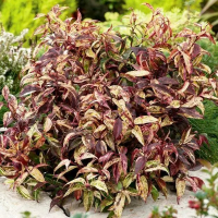 Леукотоэ F. Makijaz купить