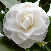 Камелія японська White купить