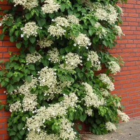 Гортензія черешкова Golden Touch купить
