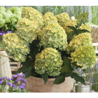 Гортензія хуртовина Gardenlights купить