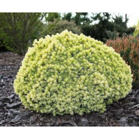 Ялина канадська Ялако Голд купить