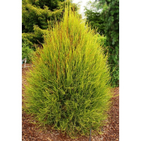 Туя восточная Фрэнки Бой купить