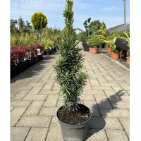 Тис ягідний Грін Рокет купить