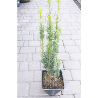 Тис ягодный Грин Рокет купить